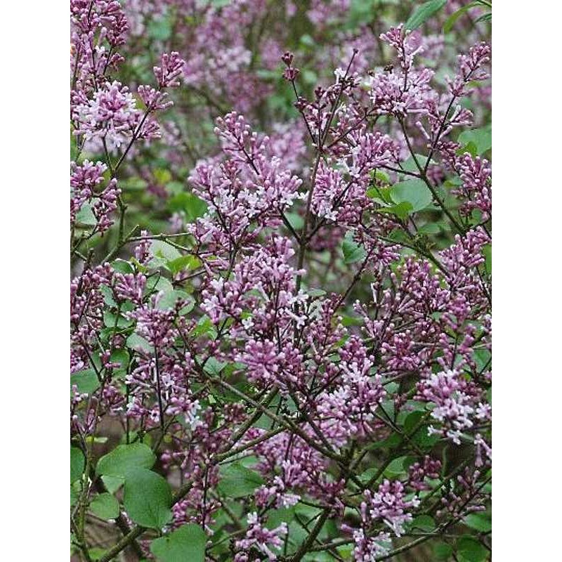 Syringa meyeri 'Palibin' Syringa meyeri 'Palibin'