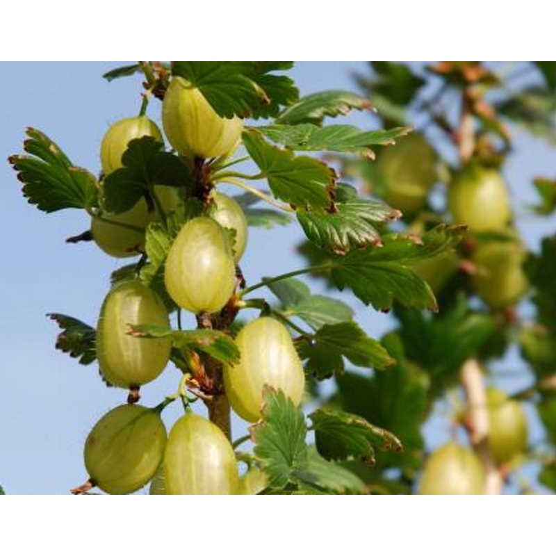 Ribes 'Invicta' Ribes 'Invicta'
