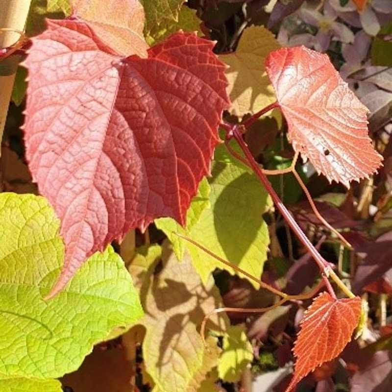Vitis coignetiae 'Claret Cloak' Vitis coignetiae 'Claret Cloak'
