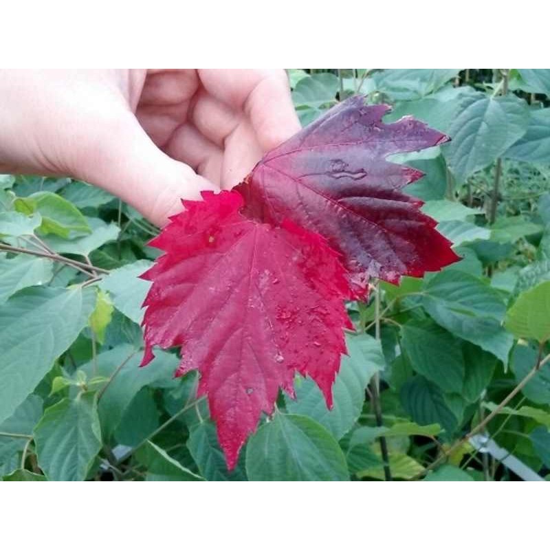 Vitis vinifera 'Spetchley Red' Vitis vinifera 'Spetchley Red'