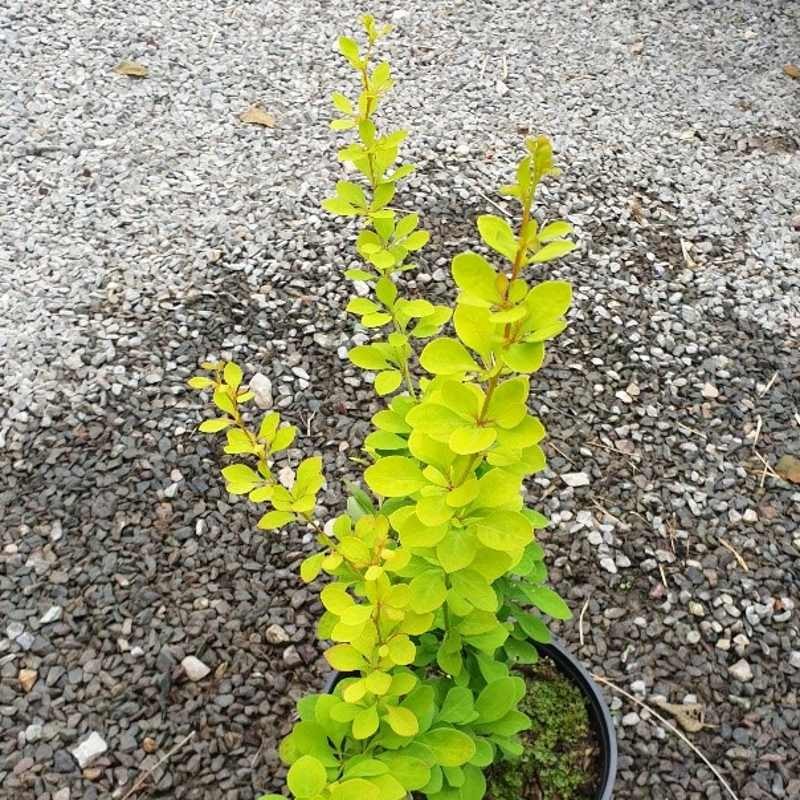 Berberis thunbergii 'Maria' Berberis thunbergii 'Maria'
