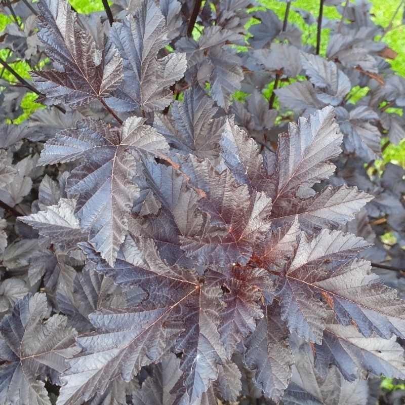 Physocarpus opulifolius 'Midnight' Physocarpus opulifolius 'Midnight'