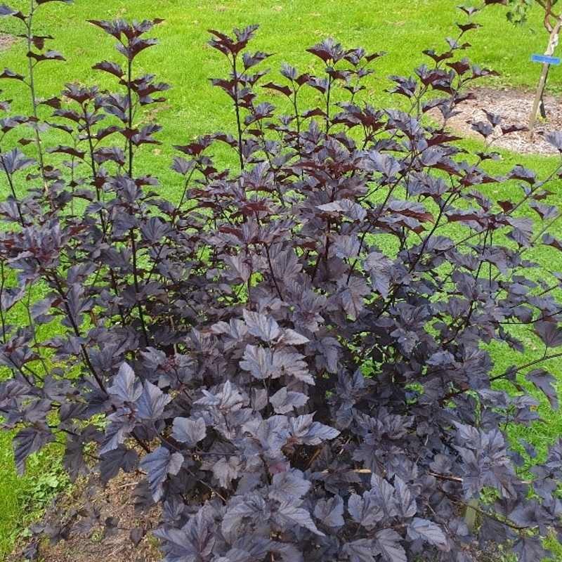 Physocarpus opulifolius 'Midnight' Physocarpus opulifolius 'Midnight'