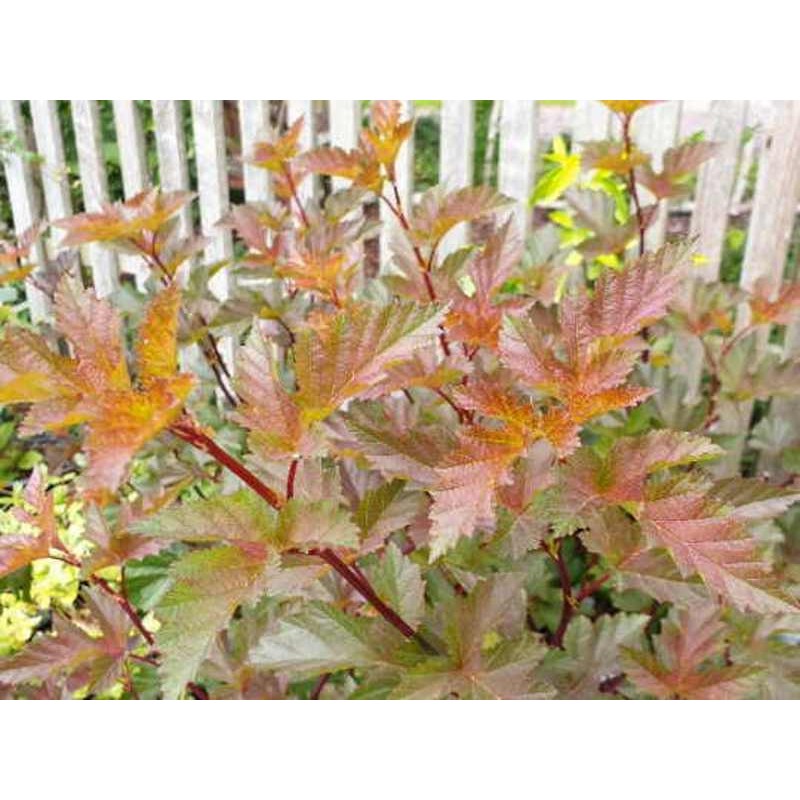 Physocarpus opulifolius 'Summer Moon' Physocarpus opulifolius 'Summer Moon'