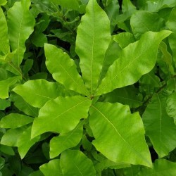 Quercus imbricaria - summer leaves