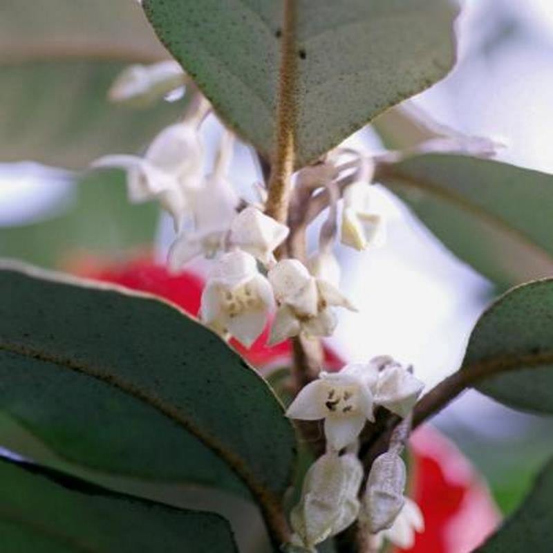 Elaeagnus x ebbingei - scented flowers