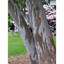 Eucalyptus gunnii - bark