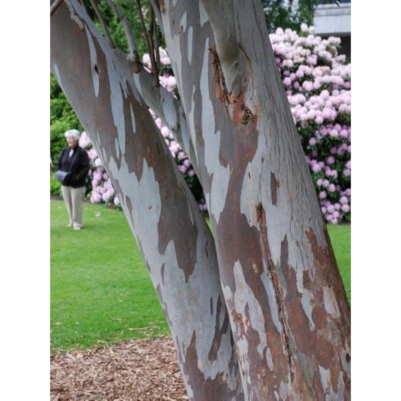 Eucalyptus gunnii - bark Eucalyptus gunnii - bark