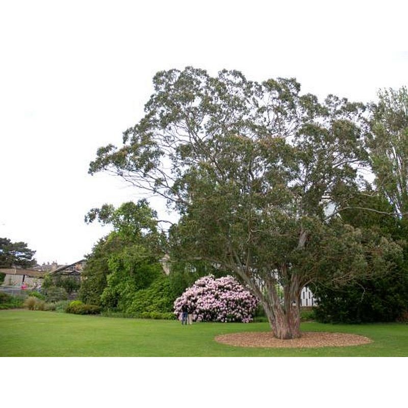 Eucalyptus gunnii