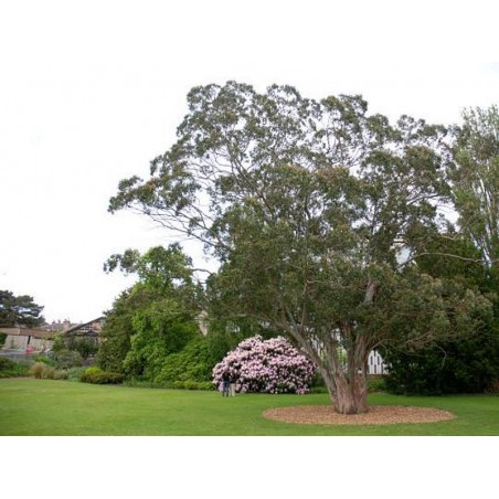 Eucalyptus gunnii - established full sized tree Eucalyptus gunnii - established full sized tree
