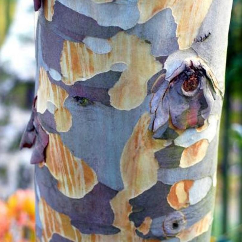 Eucalyptus pauciflora subsp niphophila - bark