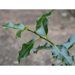 Ilex aquifolium 'Pendula'