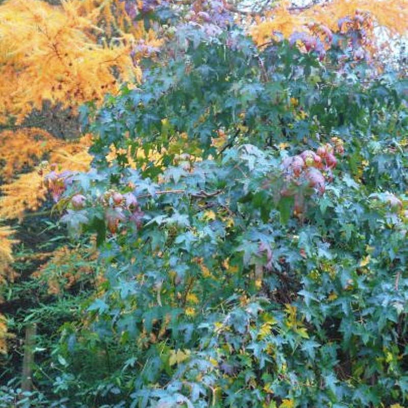 Liquidambar styraciflua 'Pendula' Liquidambar styraciflua 'Pendula'