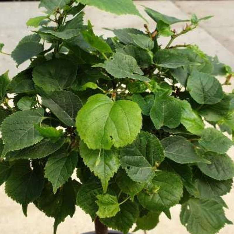 Tilia platyphyllos 'Belvedere' Tilia platyphyllos 'Belvedere'