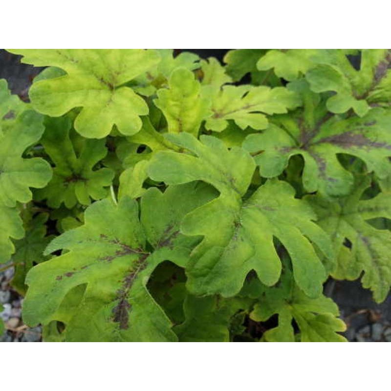 Tiarella 'Oregon Trail' Tiarella 'Oregon Trail'