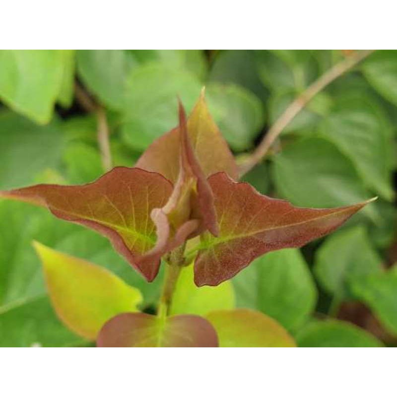 Syringa oblata var dilatata Syringa oblata var dilatata