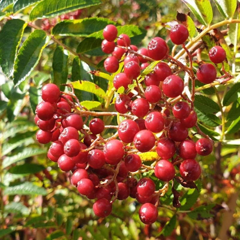 Sorbus 'Rose Queen' Sorbus 'Rose Queen'