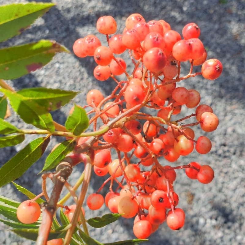 Sorbus 'Eastern Promise' Sorbus 'Eastern Promise'