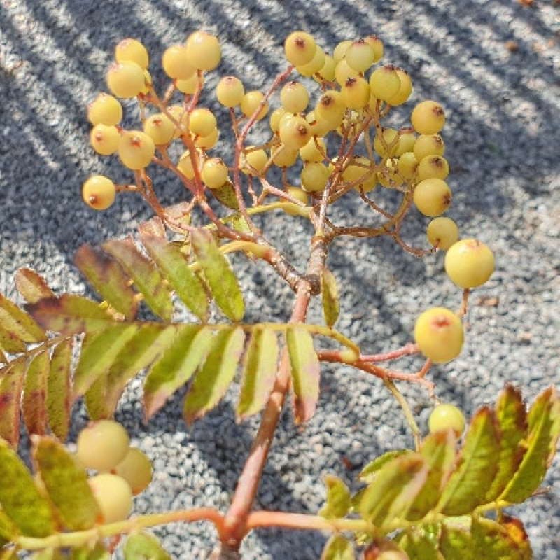 Sorbus 'Ethel's Gold' Sorbus 'Ethel's Gold'