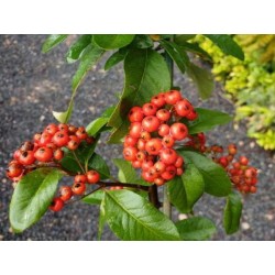 Pyracantha 'Mohave'