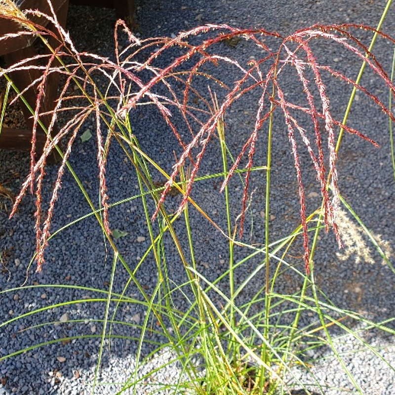 Miscanthus sinensis 'Flamingo' Miscanthus sinensis 'Flamingo'