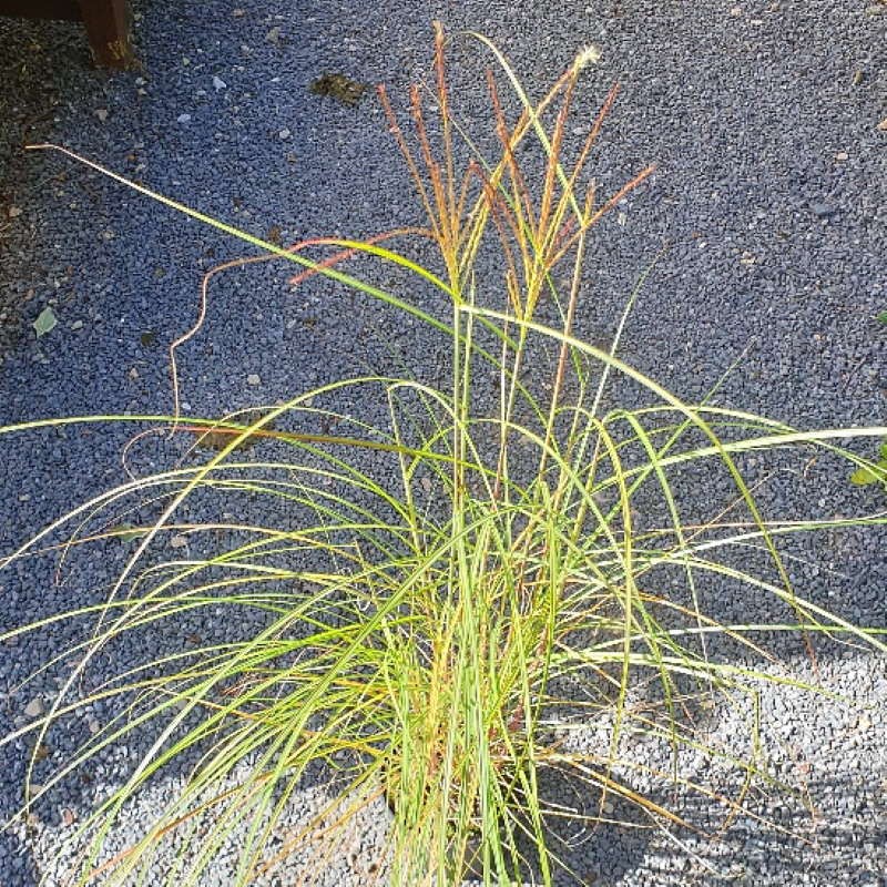 Miscanthus sinensis 'Kleine Silberspinne' Miscanthus sinensis 'Kleine Silberspinne'