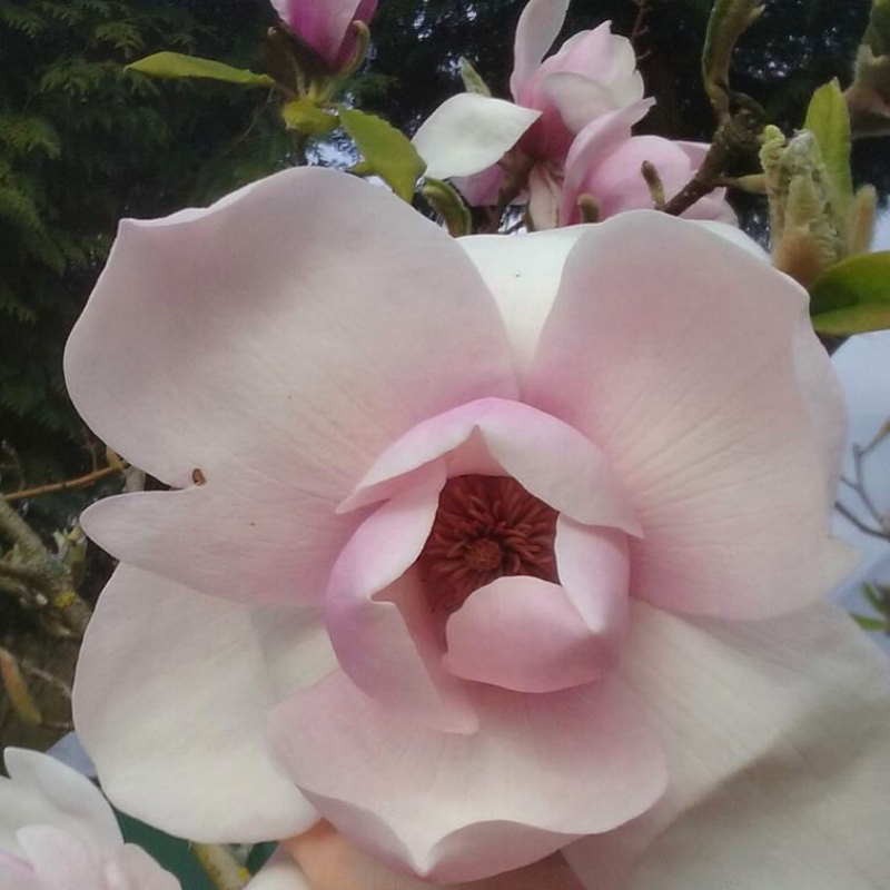 Magnolia x 'Iolanthe' Magnolia x 'Iolanthe'