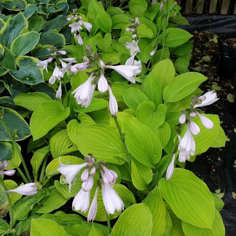 Hosta 'August Moon' Hosta 'August Moon'