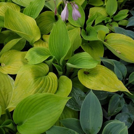 Hosta 'Sum and Substance' Hosta 'Sum and Substance'