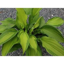 Hosta fortunei var. albopicta