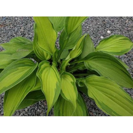 Hosta fortunei var. albopicta
