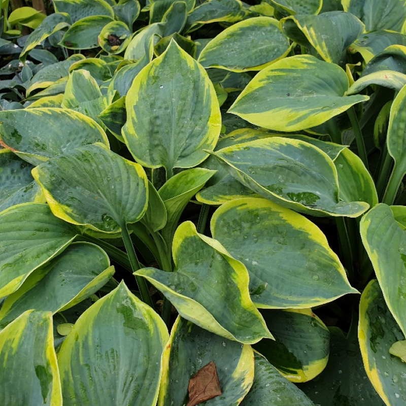 Hosta sieboldiana 'Frances Williams'