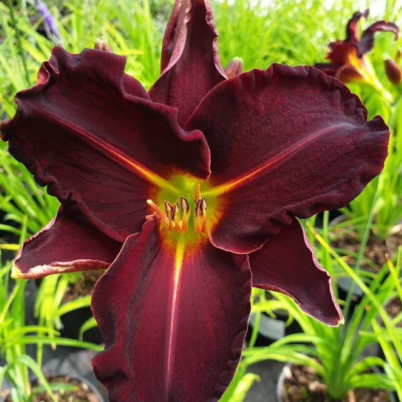 Hemerocallis 'Ed Murray' Hemerocallis 'Ed Murray'