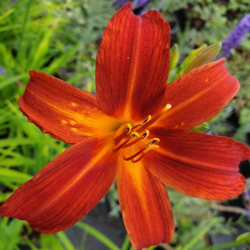 Hemerocallis 'Crimson Pirate' Hemerocallis 'Crimson Pirate'