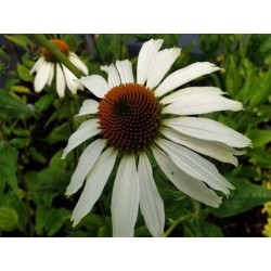 Echinacea purpurea 'Alba'