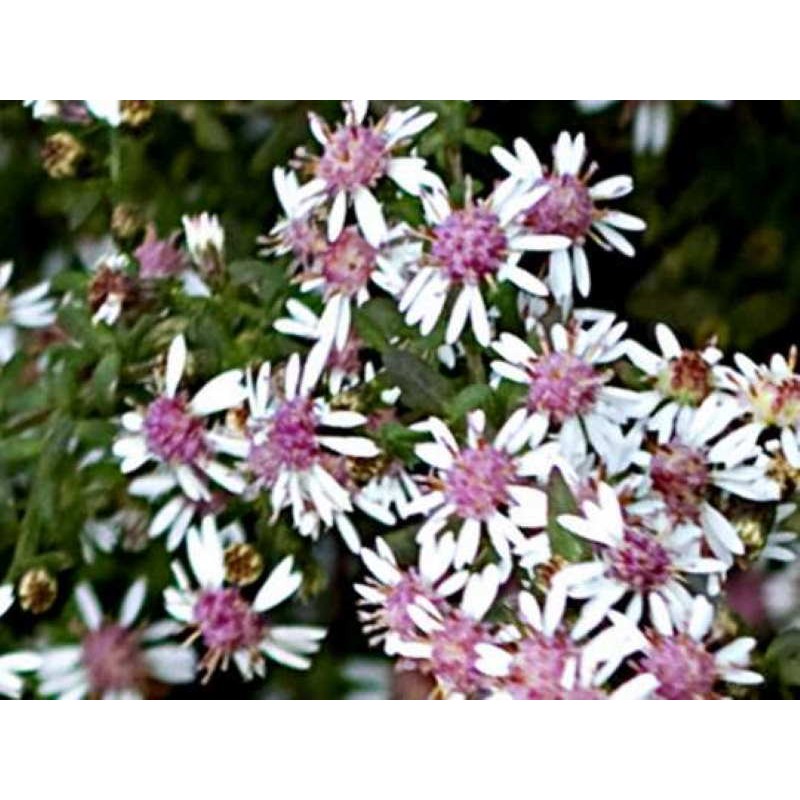 Aster lateriflorus 'Lady in Black' Aster lateriflorus 'Lady in Black'