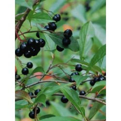 Chokeberry Viking Aronia prunifolia Berry Tree Plant Green 3L Pot