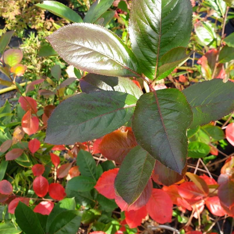 Aronia prunifolia 'Viking'