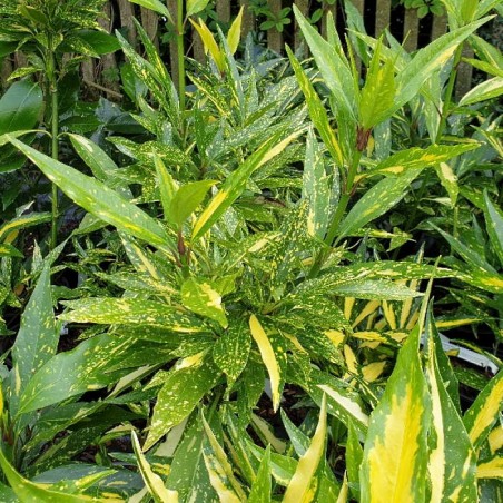 Aucuba japonica 'February Star' - variegated leaves Aucuba japonica 'February Star' - variegated leaves