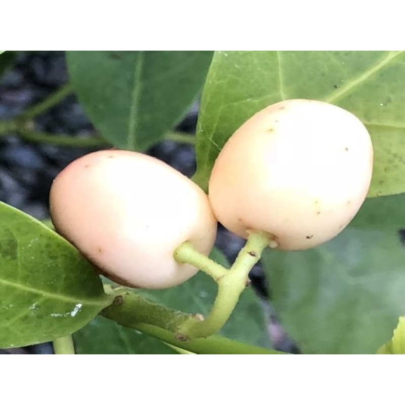 Aucuba japonica 'Leucocarpa'
