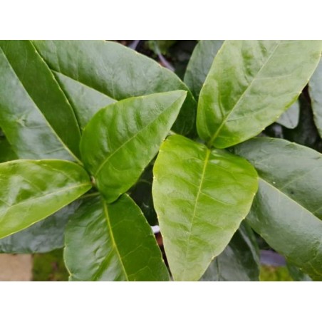 Aucuba japonica 'Leucocarpa' Aucuba japonica 'Leucocarpa'