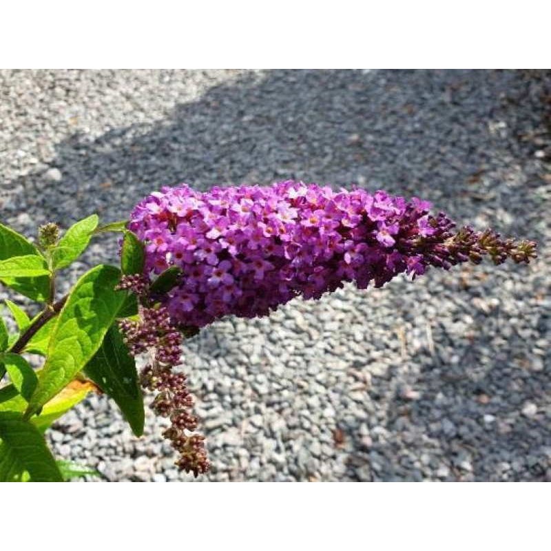 Buddleja 'Purple Splendour' Buddleja 'Purple Splendour'