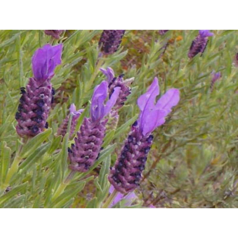 Lavandula 'Regal Splendour' Lavandula 'Regal Splendour'