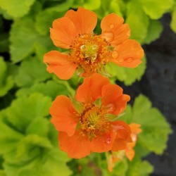 Geum 'Sunkissed Lime'