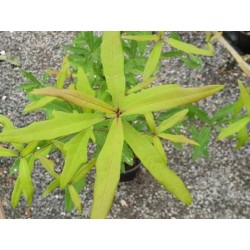Quercus laurifolia