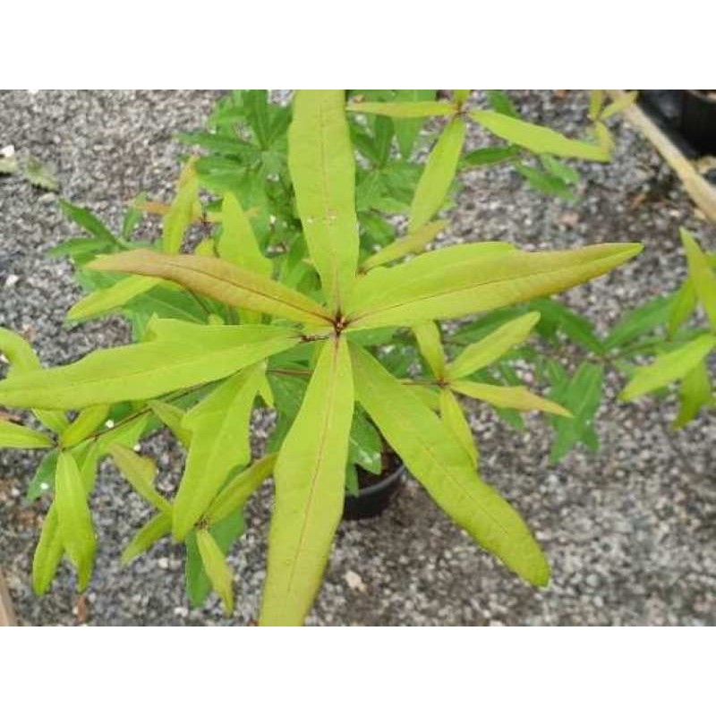 Quercus laurifolia Quercus laurifolia