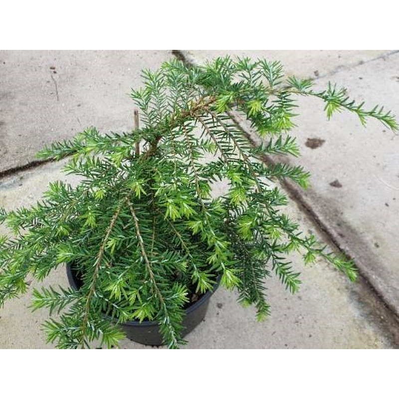 Tsuga canadensis 'Pendula' Tsuga canadensis 'Pendula'