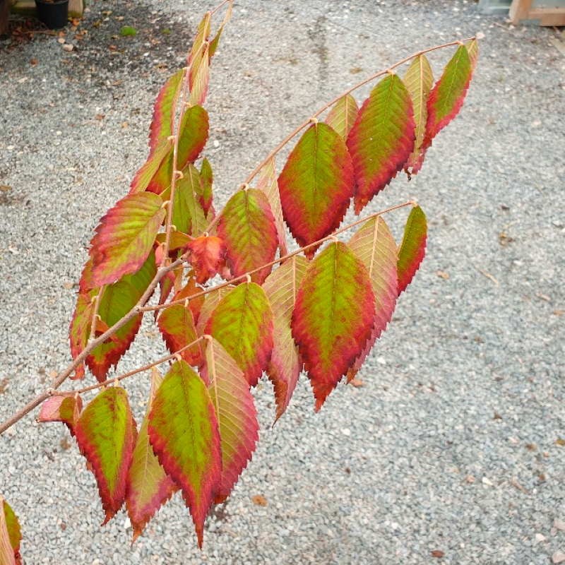 Zelkova serrata 'Burgundy Fall' Zelkova serrata 'Burgundy Fall'