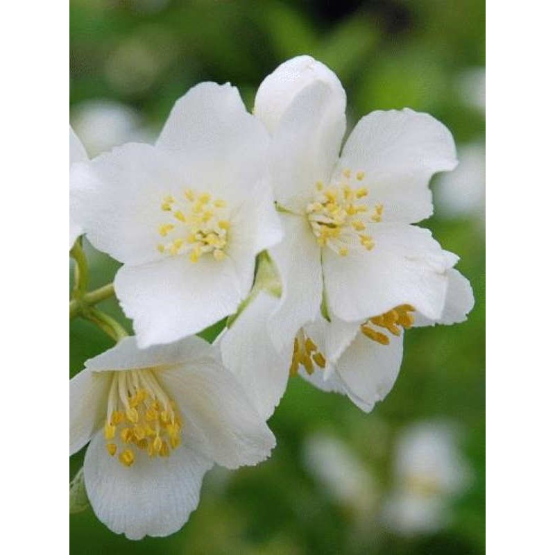 Philadelphus x lemoinei 'Mrs E L Robinson'