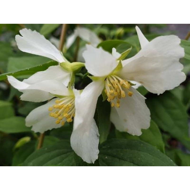 Philadelphus 'Mont Blanc'